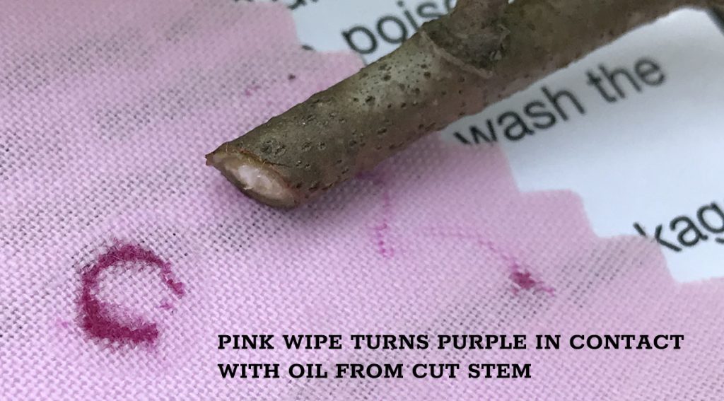 SeeLeaf wipe in contact with poison ivy oil