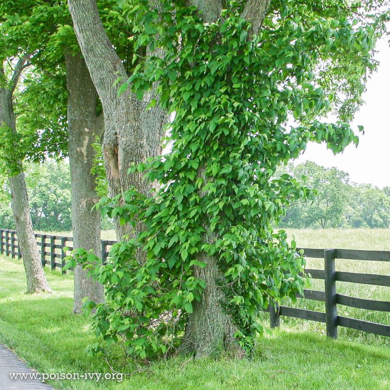 Learning How to Identify Eastern Poison Ivy - poison-ivy.org