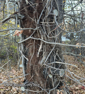 The Infamous Poison Ivy Skin Rash Hall of Fame 6 poison-ivy-winter-tree