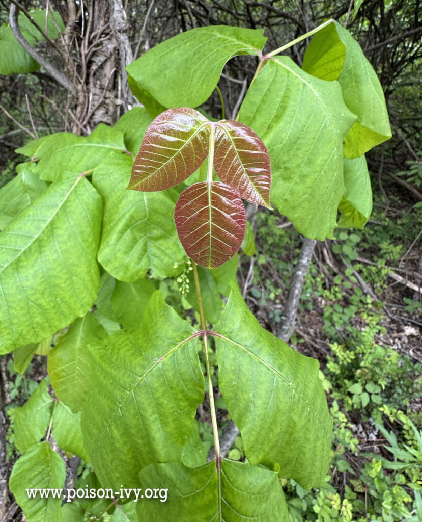 red-green-poison-ivy