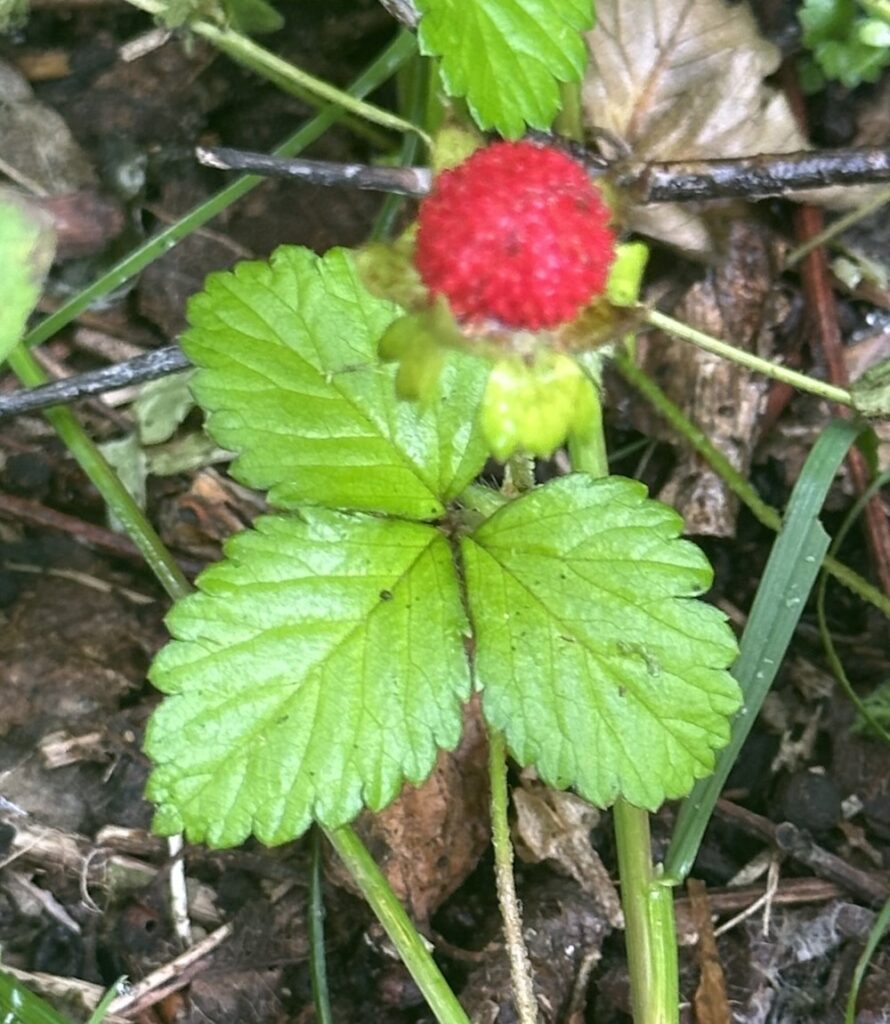 wild strawberry