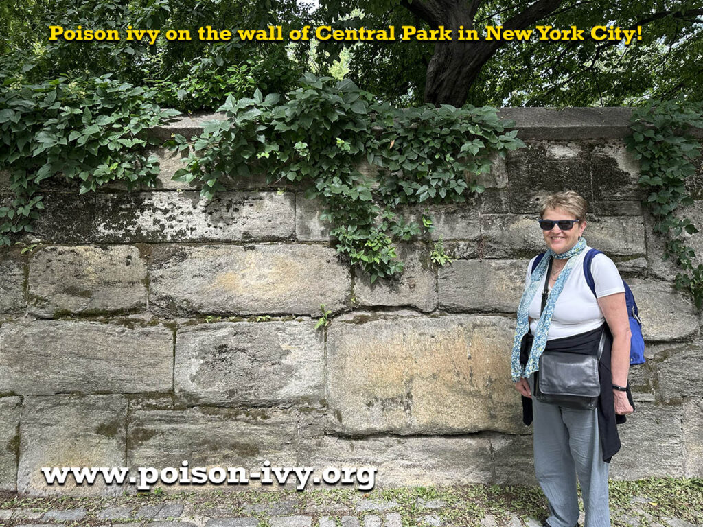 poison-ivy-central-park