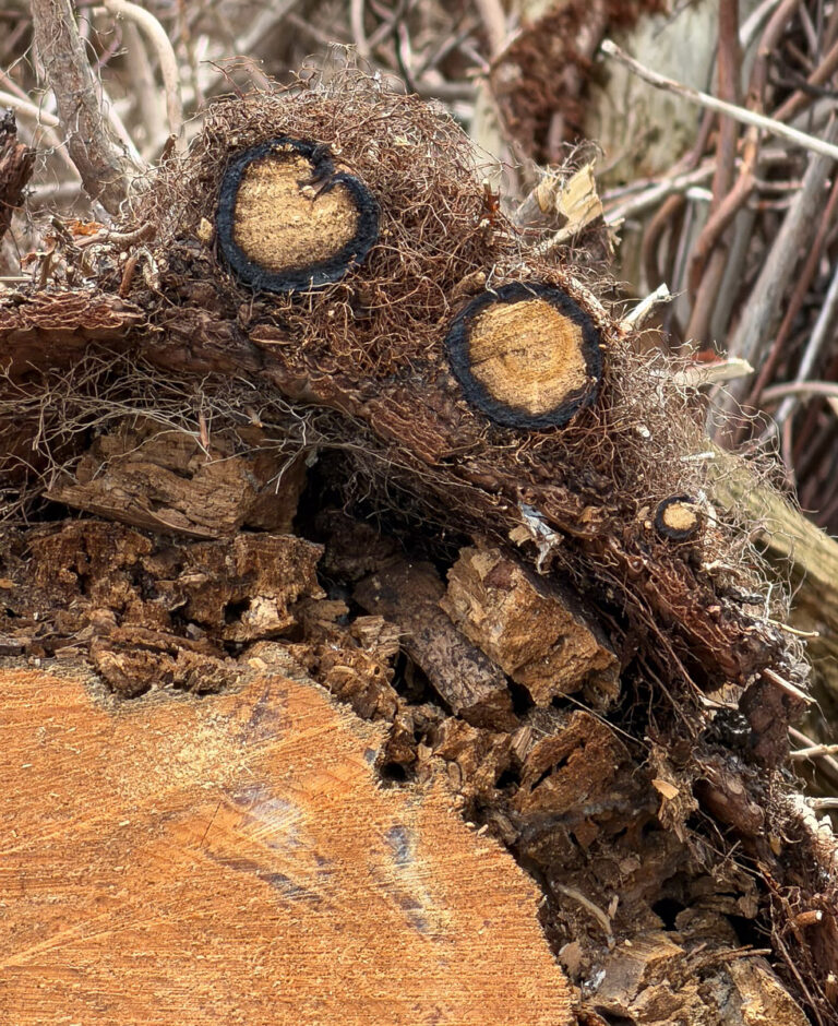 poison ivy urushiol rings