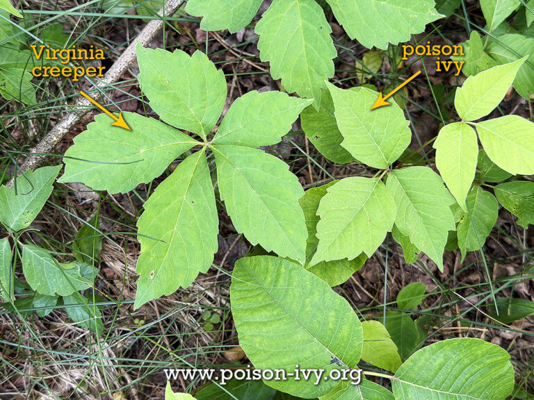 poison-ivy-virginia-creeper