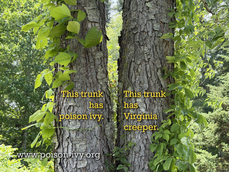 HOME 1 poison-ivy-vs-creeper