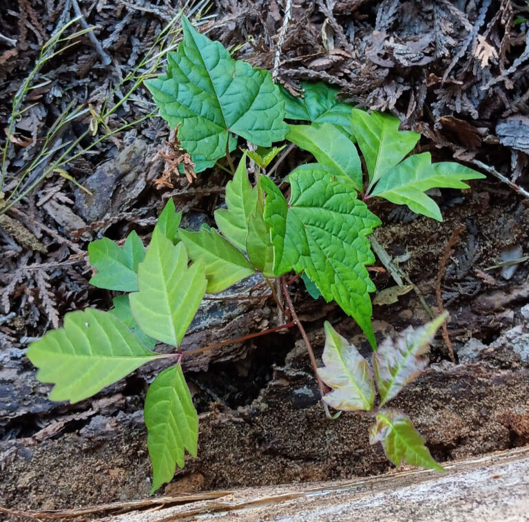 poison ivy with other