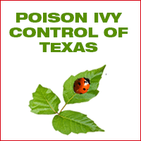 poison ivy control