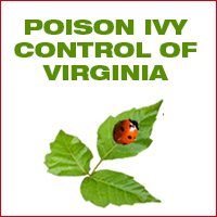 poison ivy control virginia