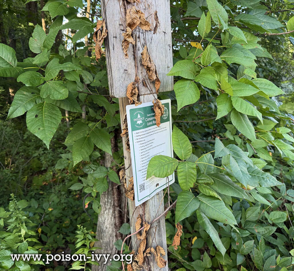poison-ivy-signpost
