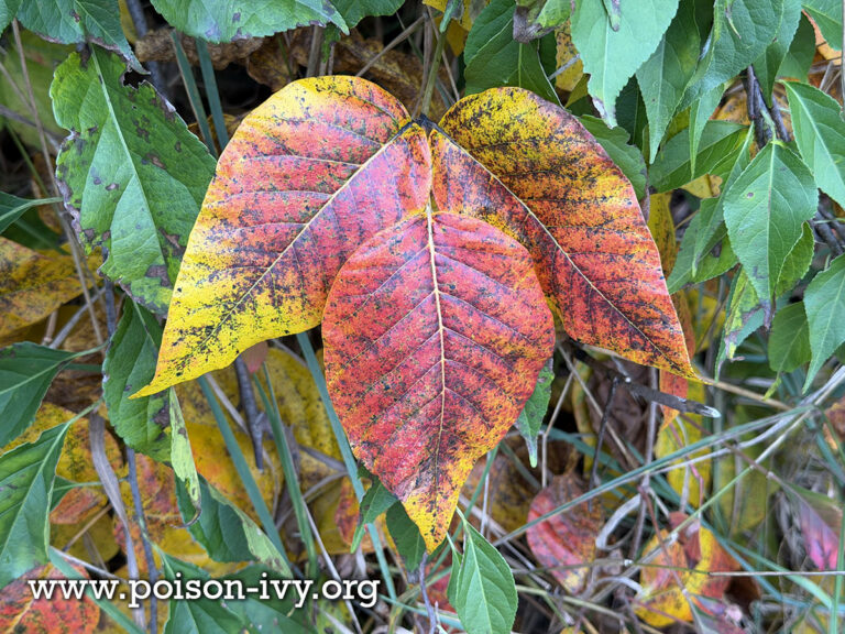 HOME 1 poison-ivy-autumn